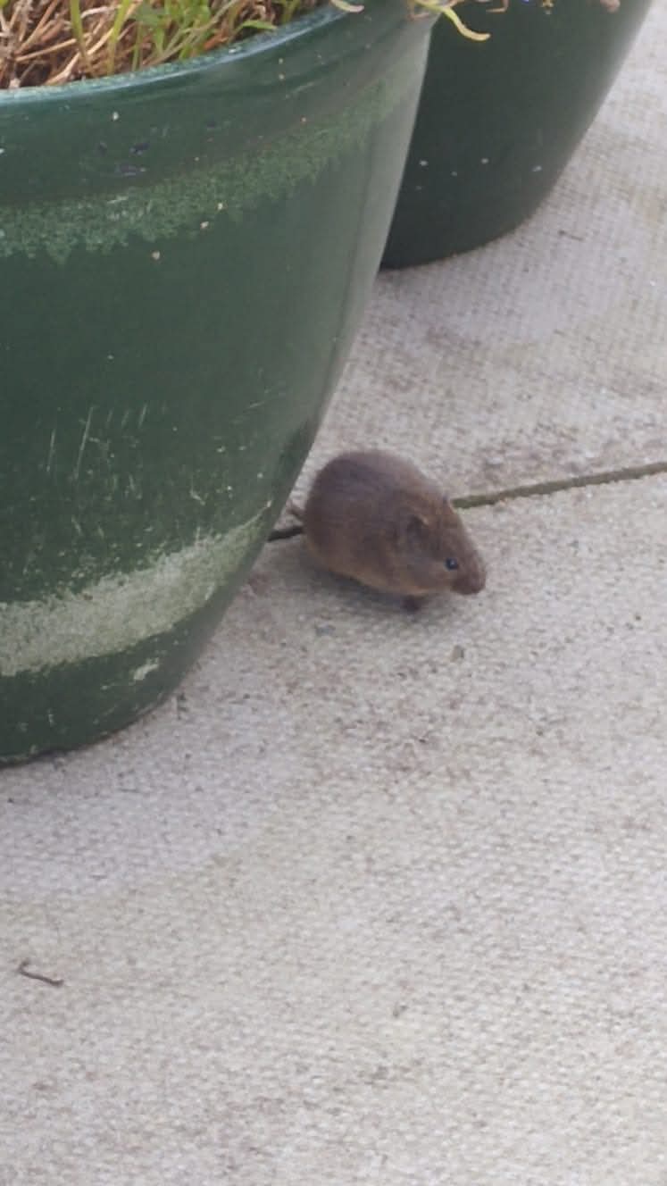 Orkney Vole - Choice of 2 Colours