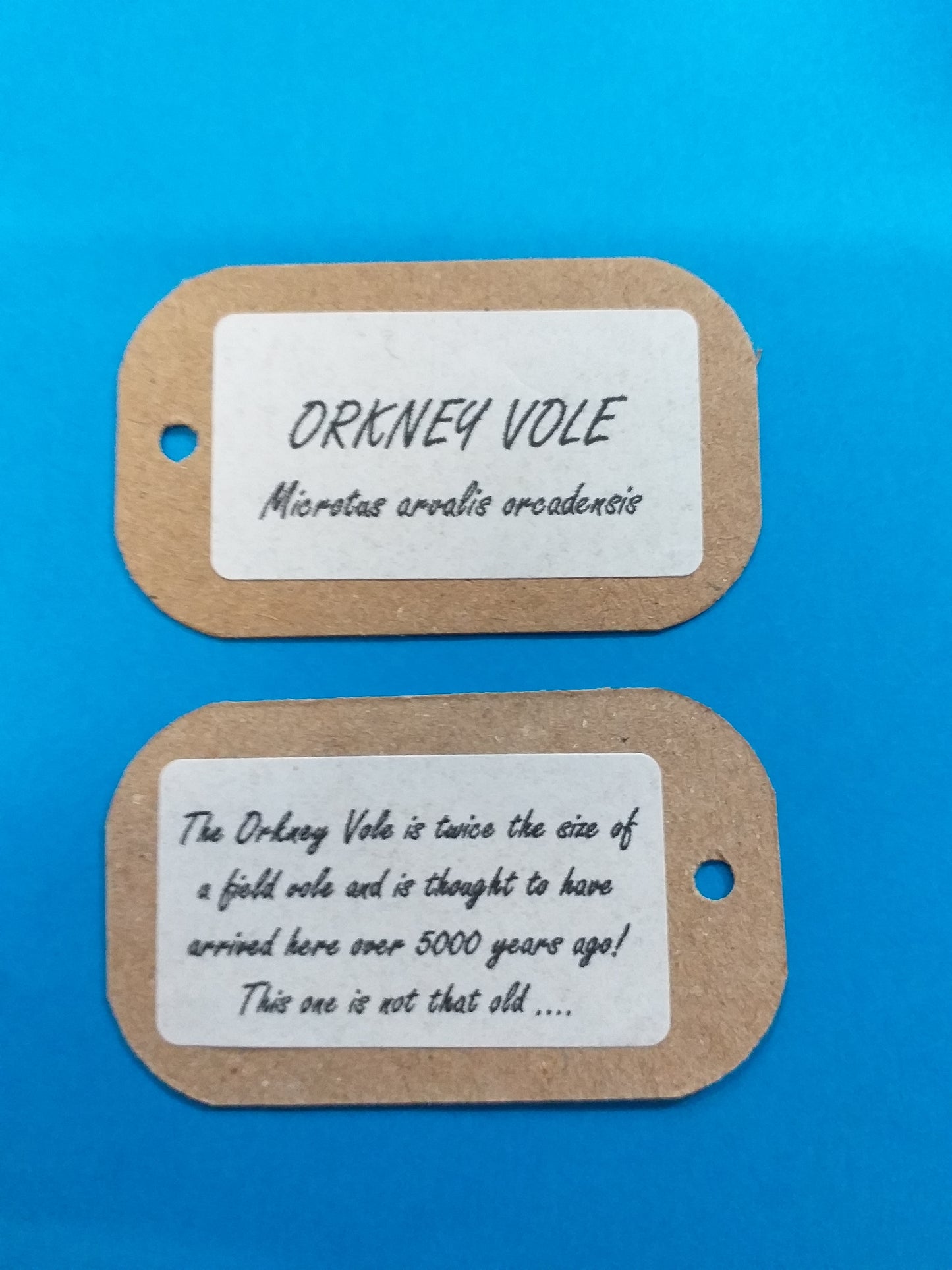 Orkney Vole - Choice of 2 Colours